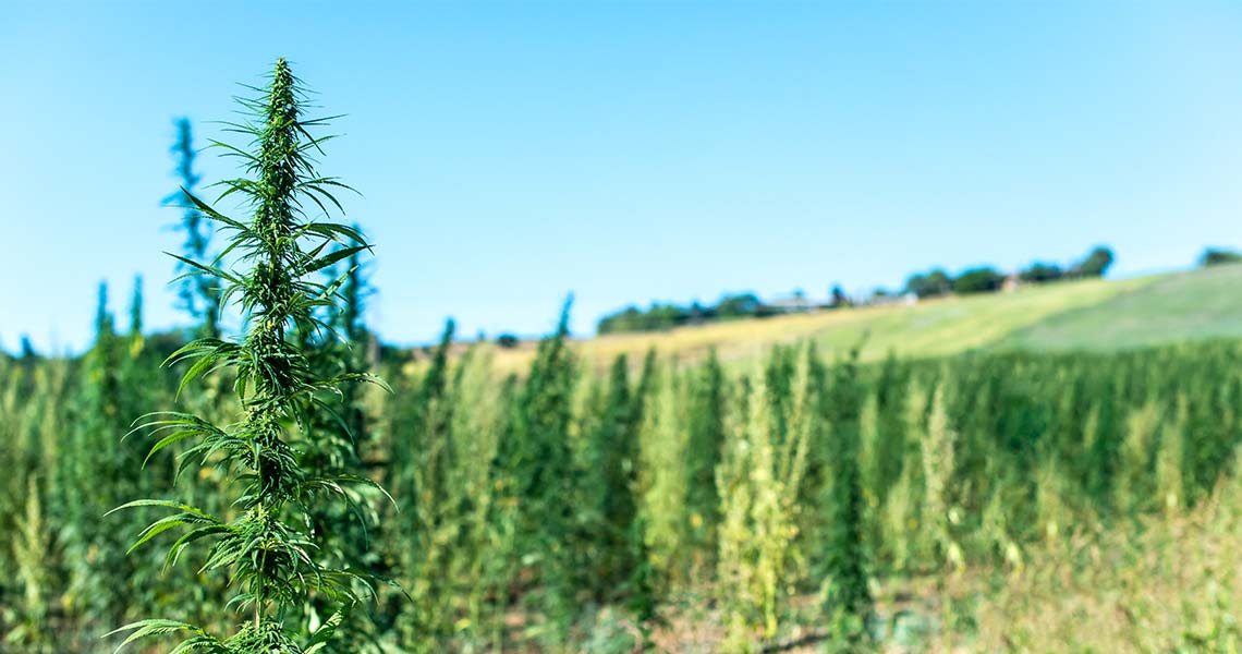 Hemp Manufacturing